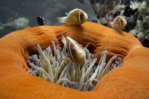 fish_on_reef