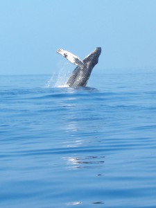 1.0 whale